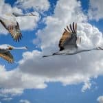 sandhill crane birds migrating high in the sky