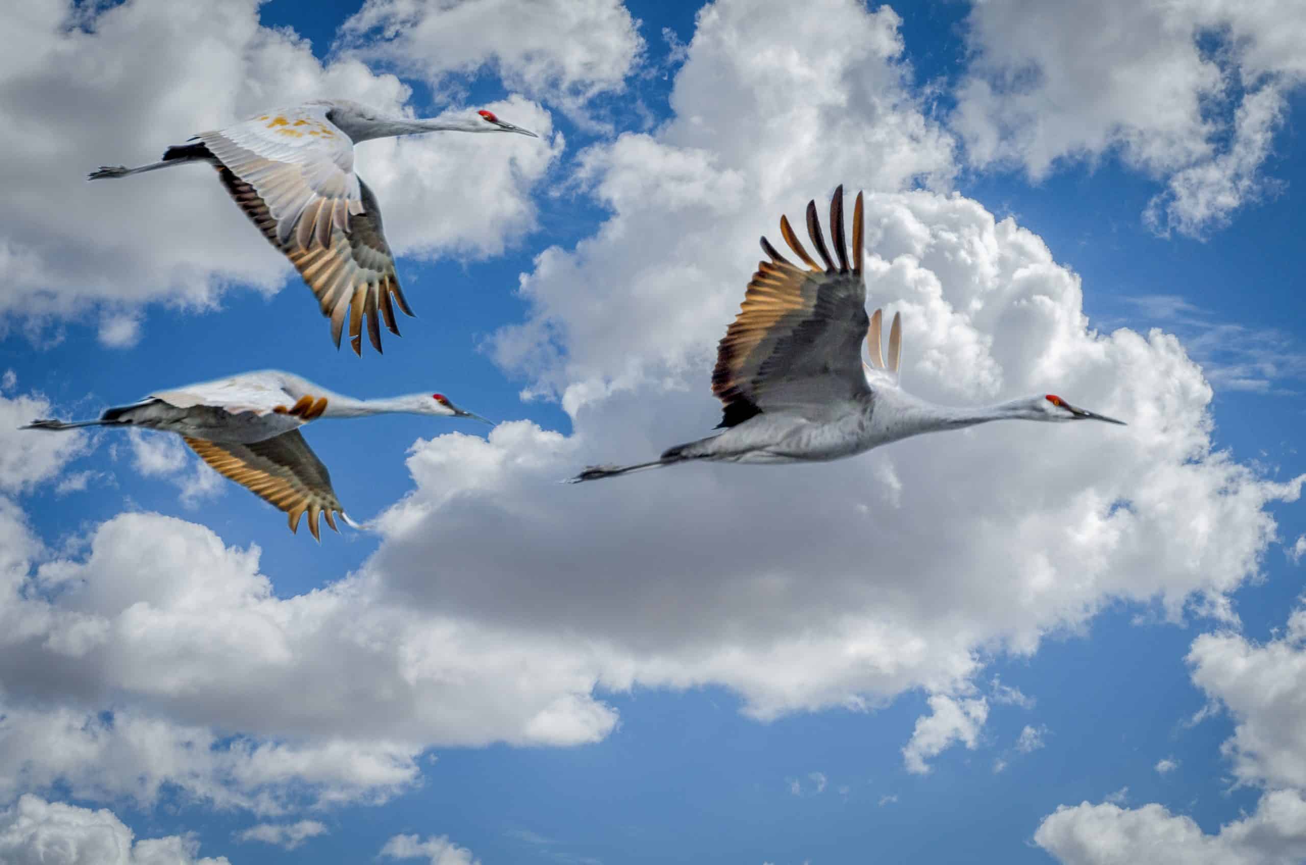 sandhill crane birds migrating high in the sky