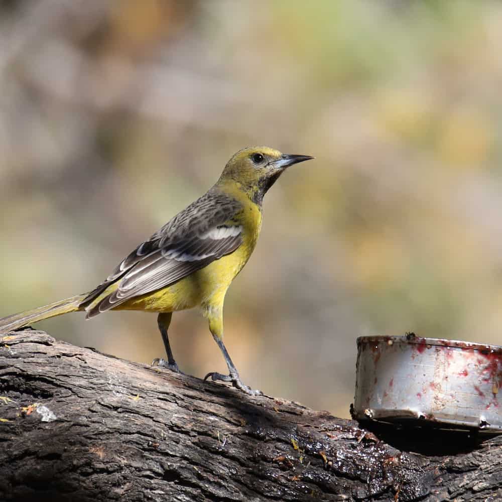 Female scott's oriole perched on a tree