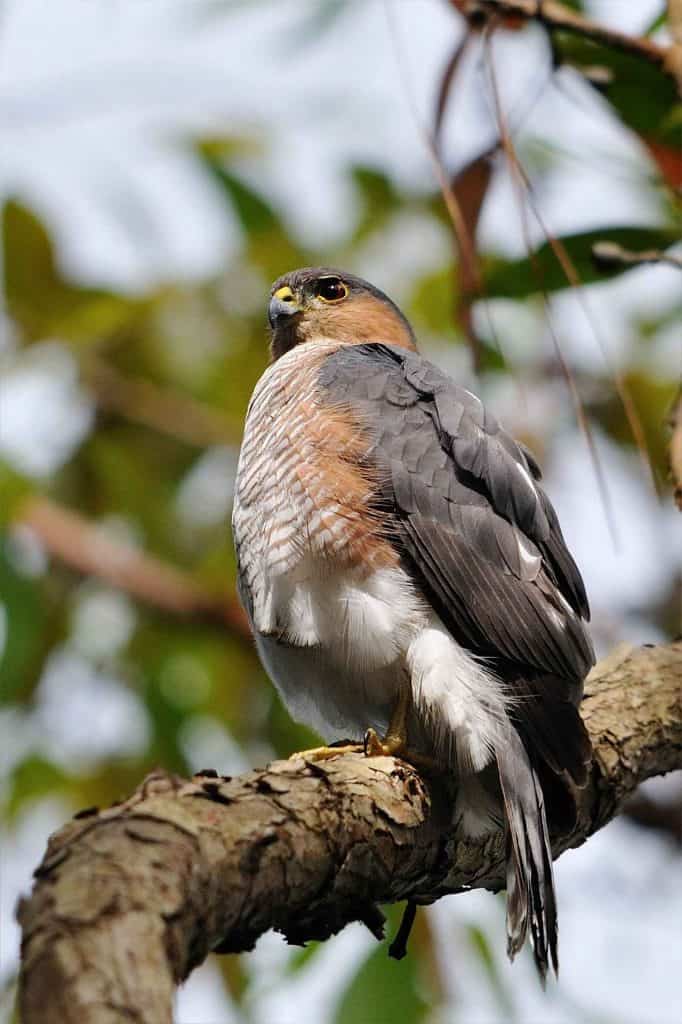 Sharp shinned hawk perched on a tree