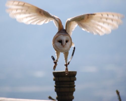 The Ultimate Guide to Owl Symbolism & Meaning
