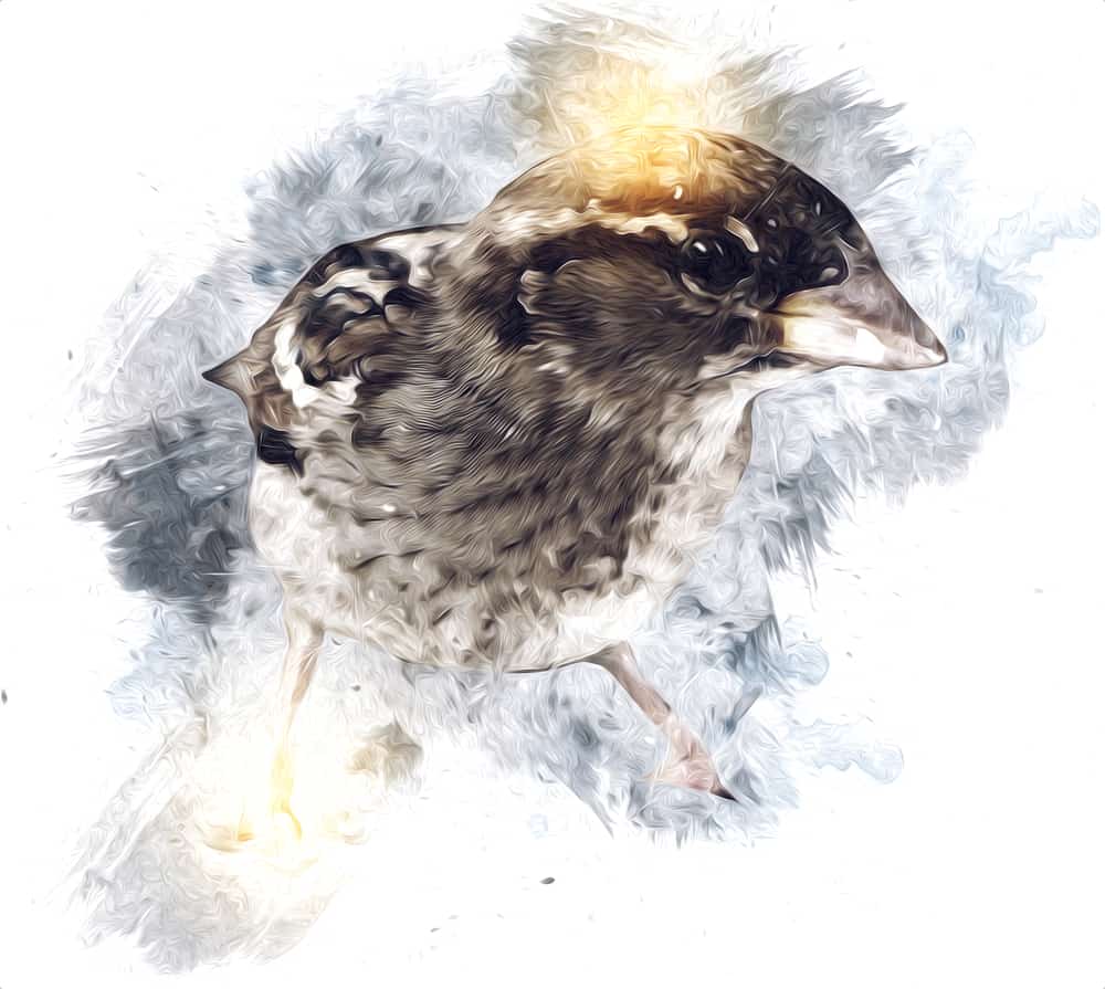 sparrow illustration depicting the sparrow symbolism and meaning