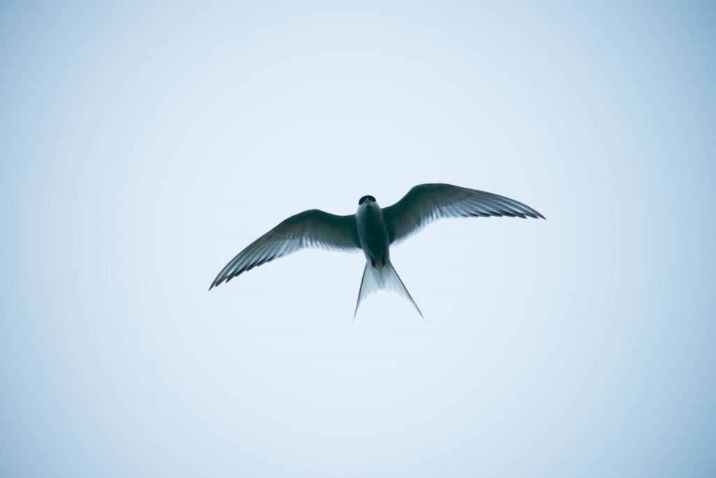 A swallow bird flying symbolizing meaning