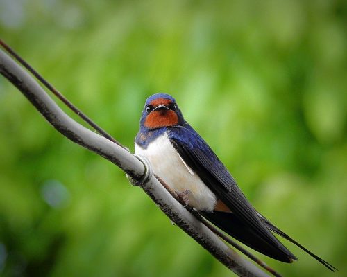 The Ultimate Guide to Swallow Bird Meaning & Symbolism