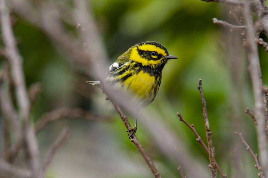 A Townsend's warbler perched on a branch.