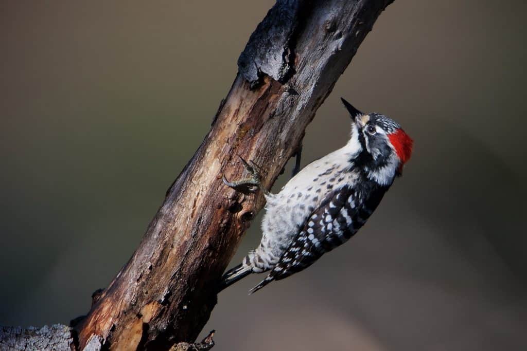 Nuttall's woodpecker climbing up a branch
