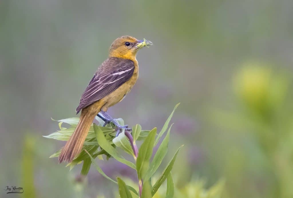 Female orchard oriole perched on a branch