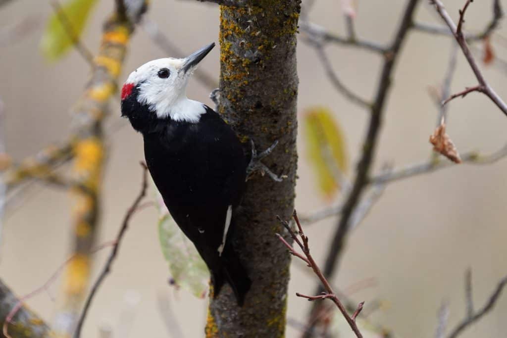 White-headed woodpecker climbing up a tree trunk