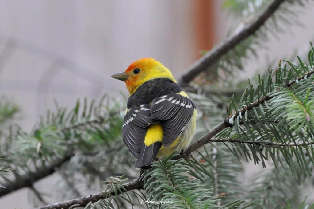 Western tanager perched on a conifer tree