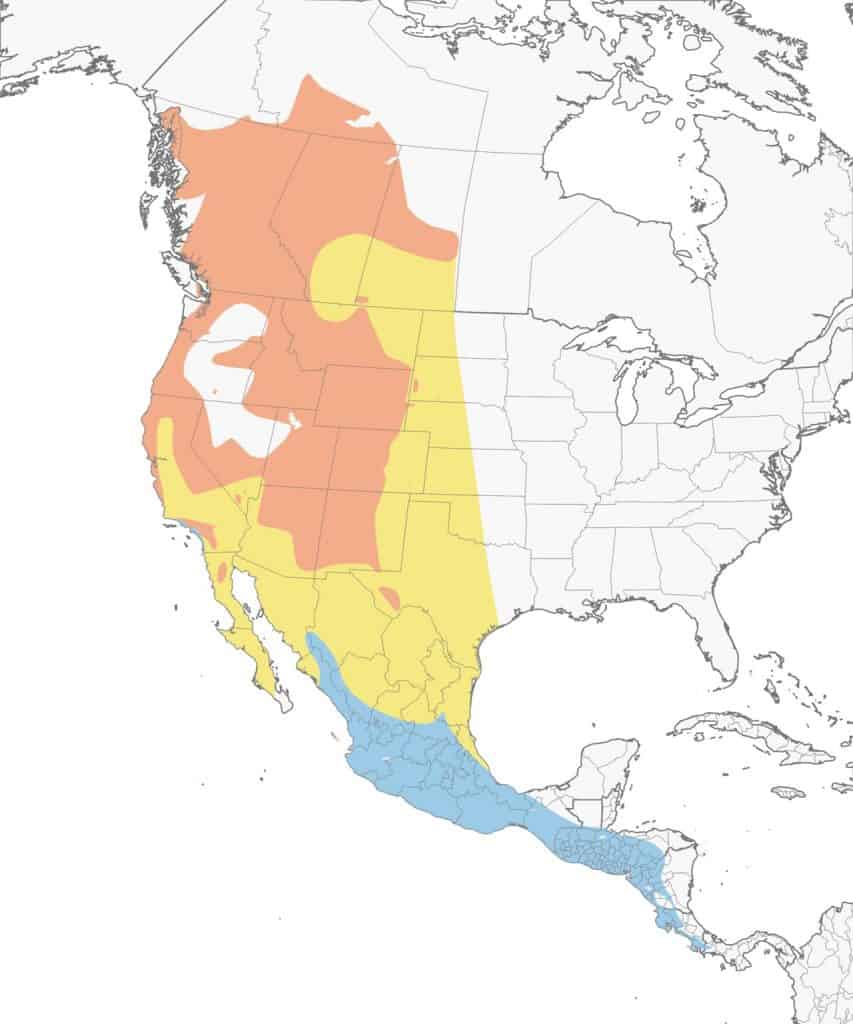 Western tanager  range map.
