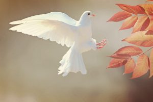 The Ultimate Guide to White Bird Meaning & Symbolism