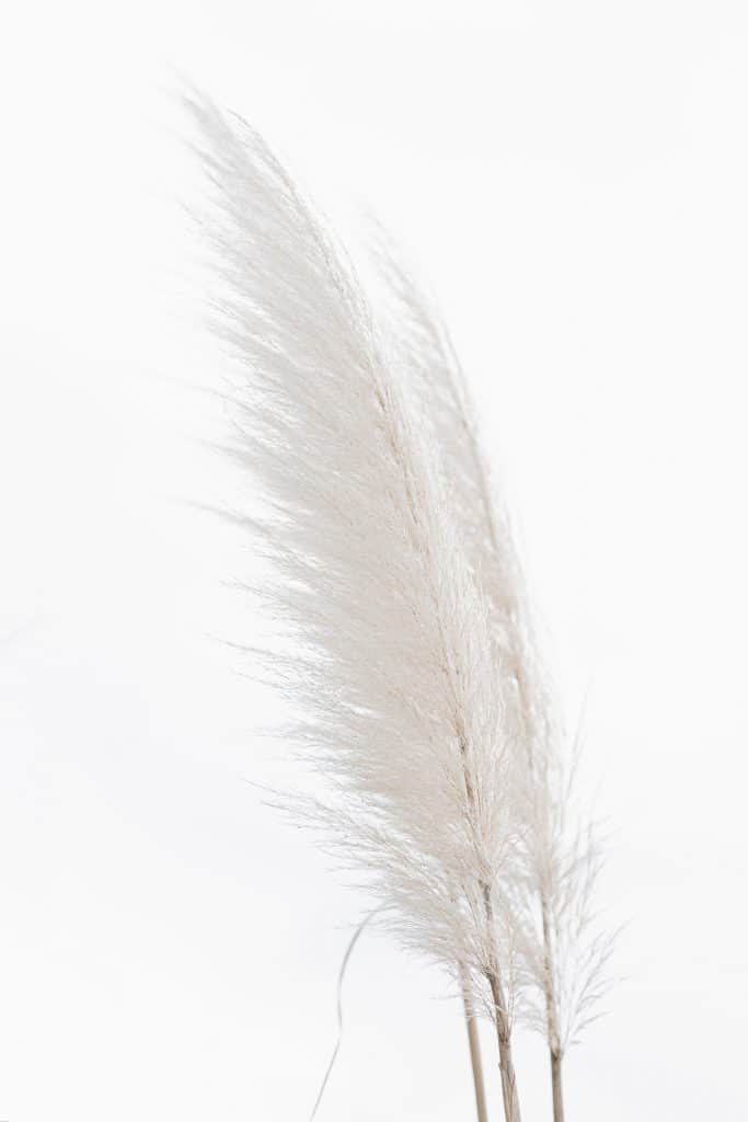 a white bird feather