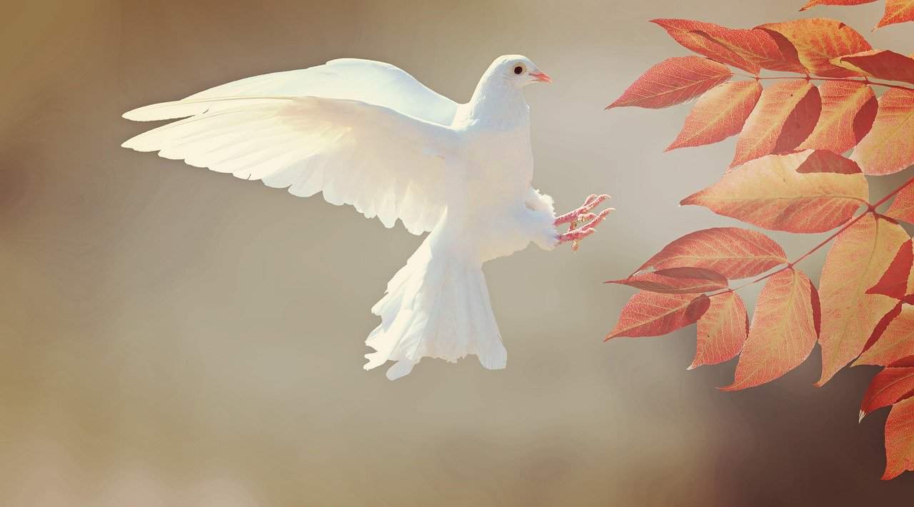white dove flying to tree