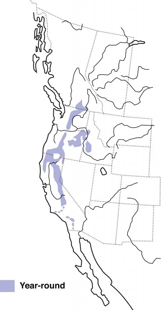 White-headed woodpecker range map.