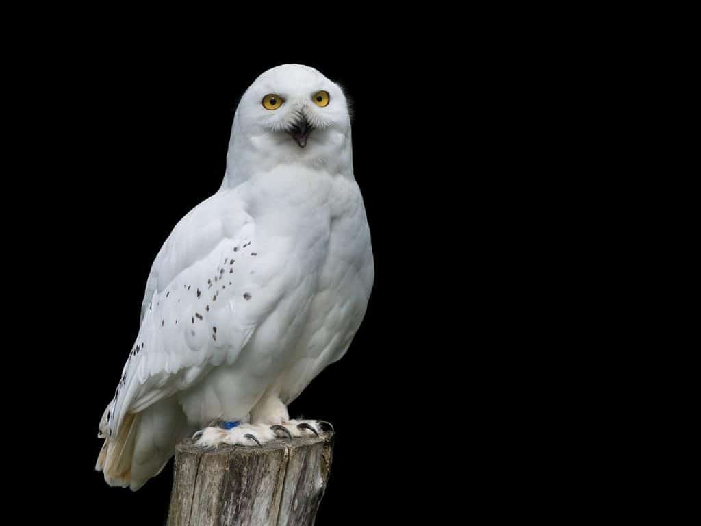 a white owl on a post with dark background