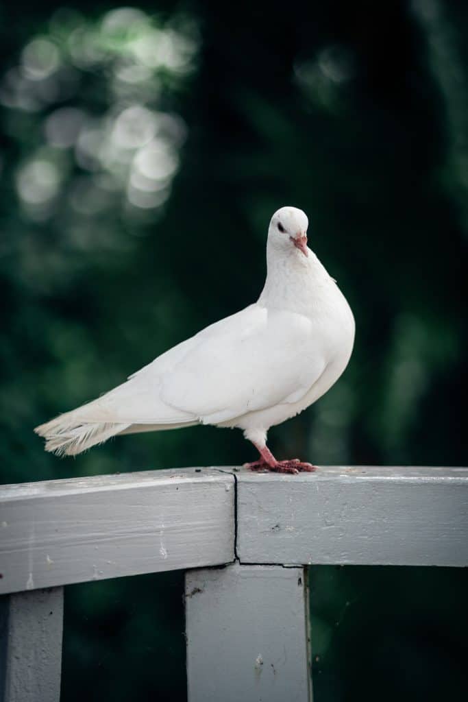 White pigeon symbolism