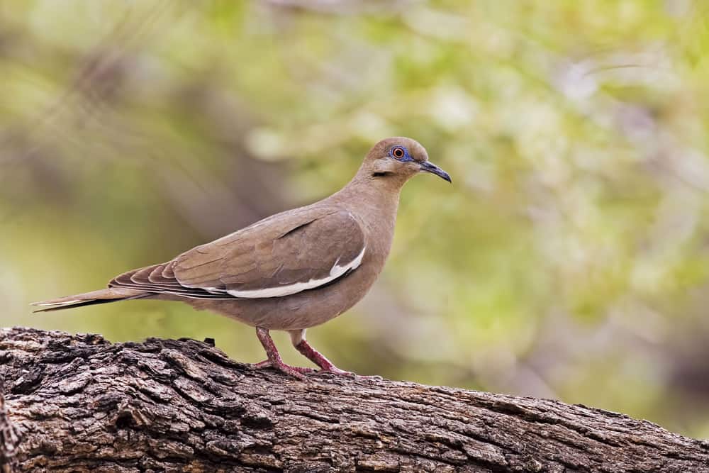 White winged dove perched on a tree branch