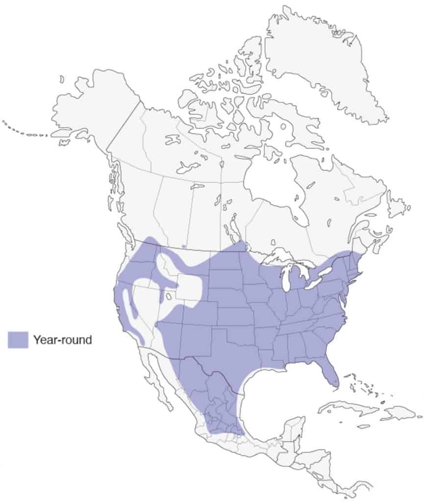 Wild turkey range map. 