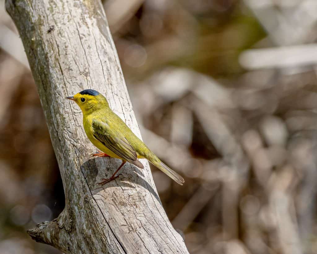 Wilson's warbler perched on a branch