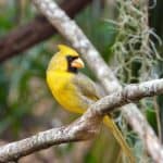 Yellow cardinal spotted in Gainesville.