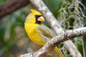 Yellow Cardinals: Rare Birds You’d be Incredibly Lucky to See