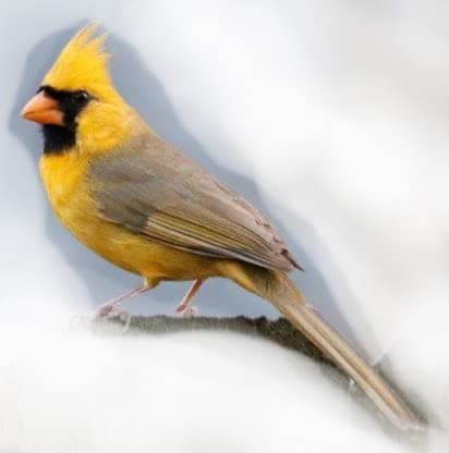 a yellow cardinal bird