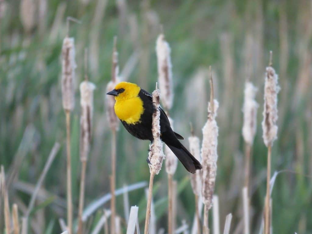 Yellow-headed blackbird perched on wheat