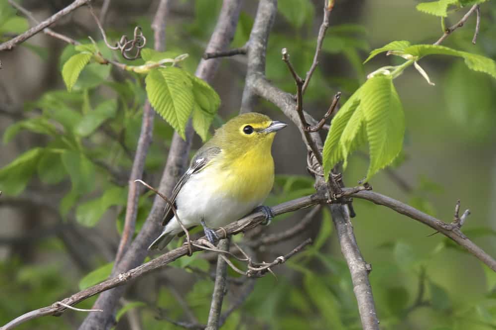 Yellow throated vireo perched on a branch