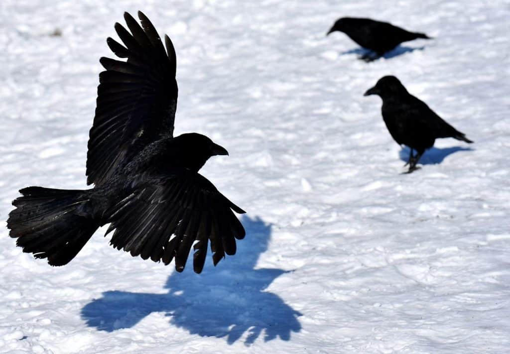 Three crows, a murder, together on a backdrop of snow