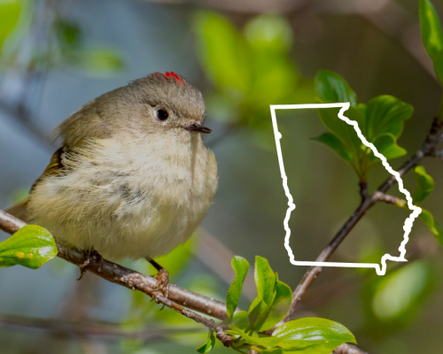 Birds of Georgia: The Complete List + Photos for Fast & Accurate ID