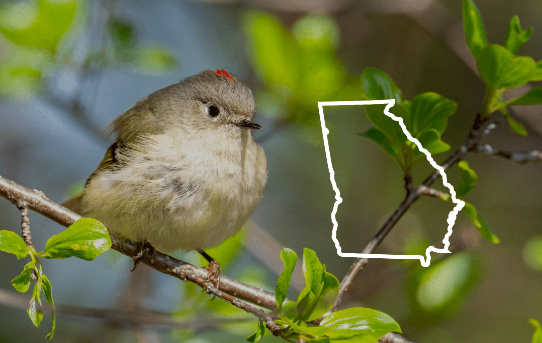 Ruby Kinglet beside an outline of the state of Georgia