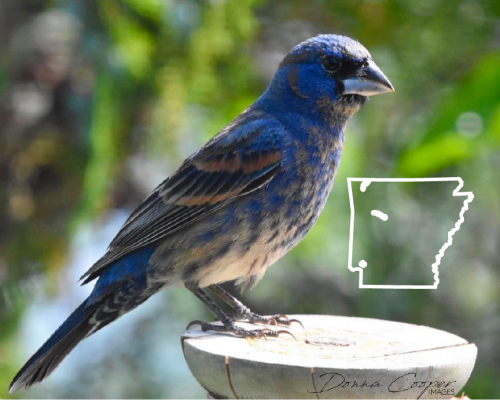 Blue Birds in Arkansas: The Guide + Photos For Fast & Accurate ID