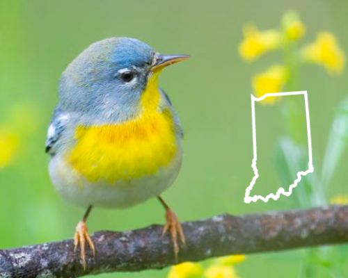 Blue Birds in Indiana