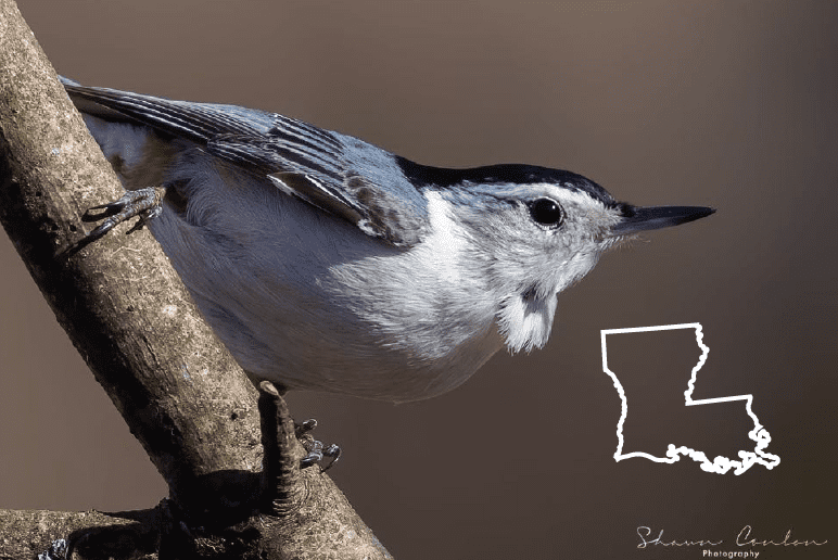 Blue birds in Louisiana