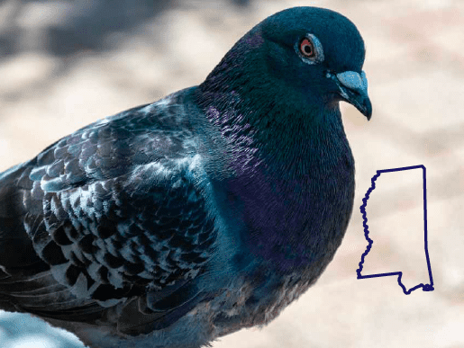 blue birds in mississippiu