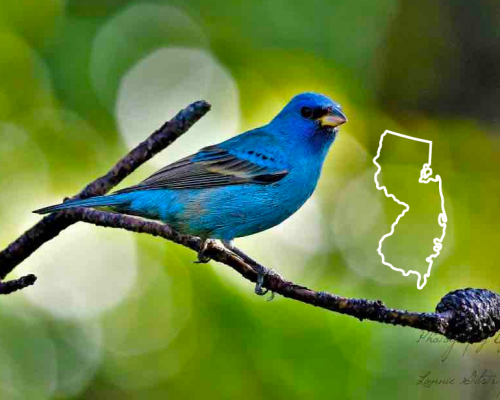 Blue Birds In New Jersey:  The Guide + Photos For Fast & Accurate ID
