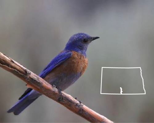 Blue Birds in North Dakota: The Guide + Photos For Fast & Accurate ID