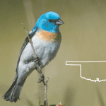 blue birds in oklahoma