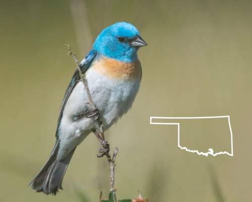 Blue Birds in Oklahoma:  The Guide + Photos For Fast & Accurate ID