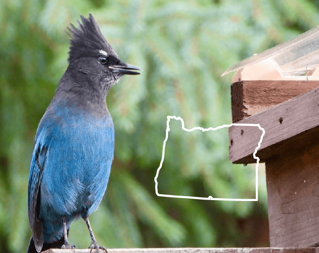 blue birds in Oregon