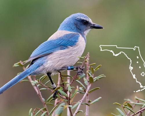 Blue Colored Birds in Florida:  The Guide + Photos For Fast & Accurate ID