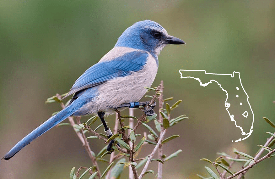 blue birds in florida