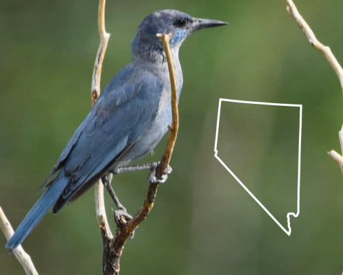 Blue Birds in Nevada: The Guide + Photos For Fast & Accurate ID