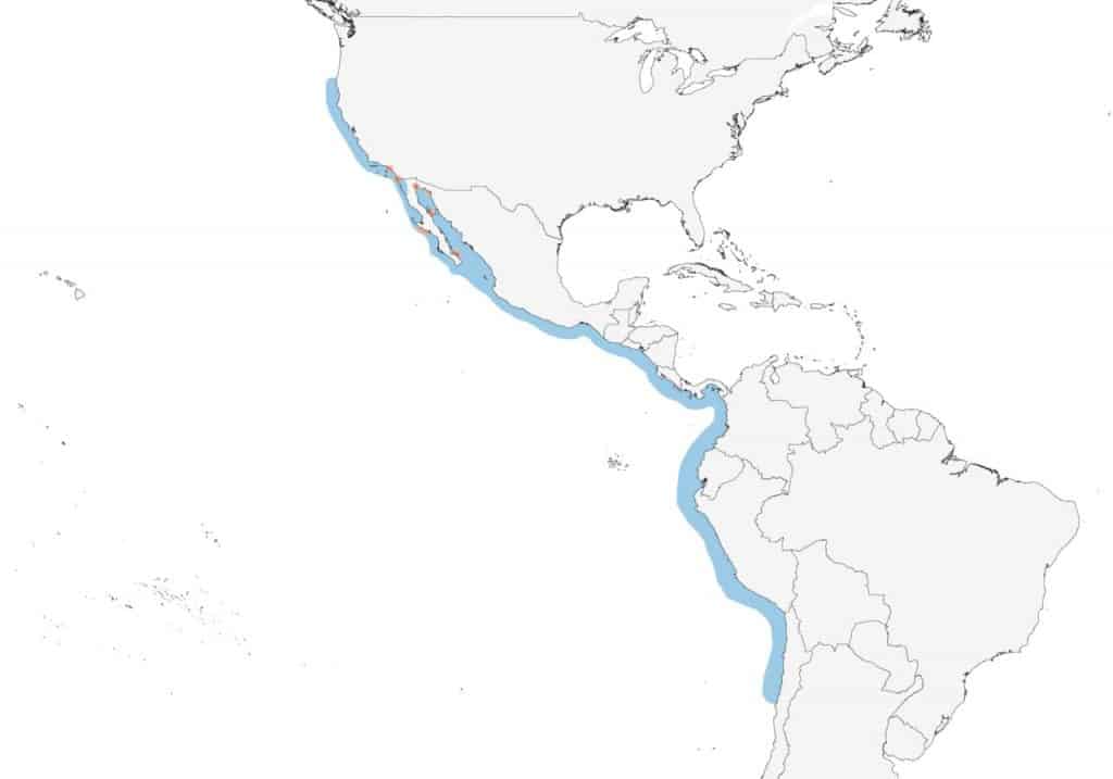 Elegant tern range map.  