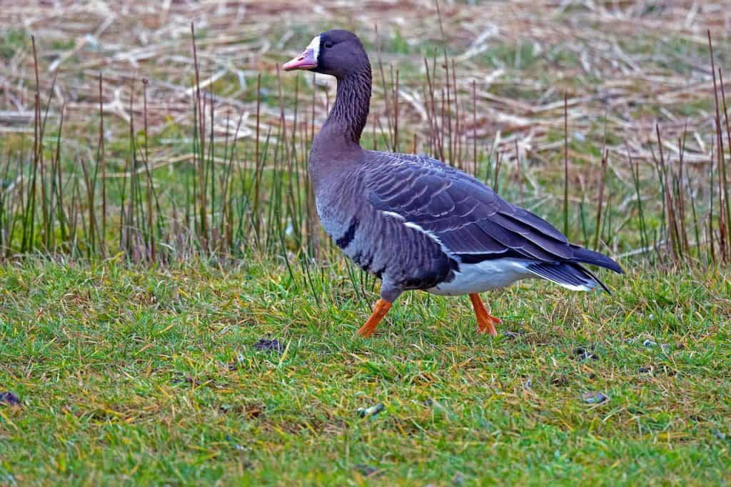 Greater White-fronted Goose walking along the grass