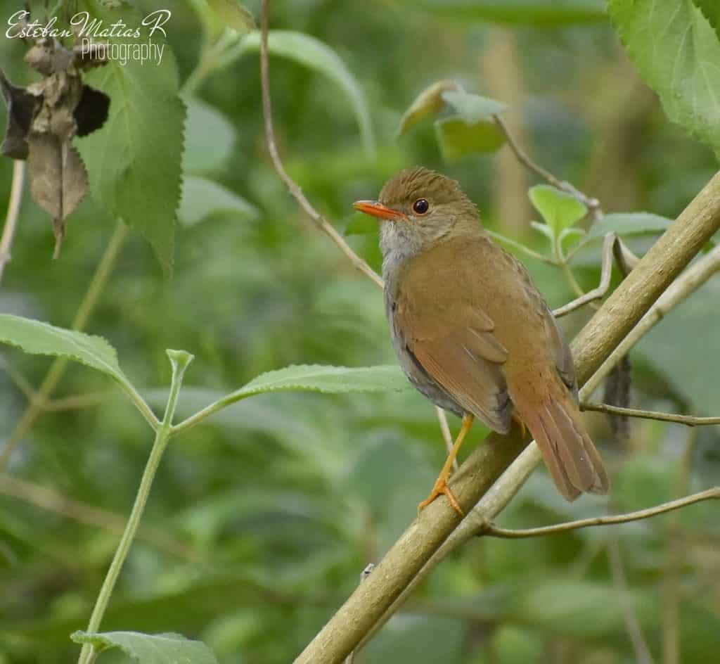 Orange-Billed Nightingale-thrush perched in a tree