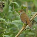 Orange-Billed Nightingale-thrush perched in a tree
