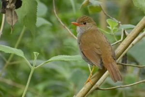 Birds with Orange Beaks: The Complete Collection w/Photos & Descriptions