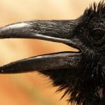 Closeup of a crow talking.