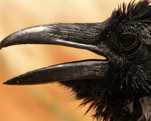 Can Crows Talk?